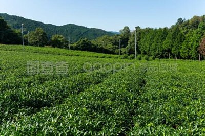 "中草藥種植