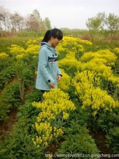 中藥材種植,中藥材種苗,藥材種苗_農(nóng)副產(chǎn)品_世界工廠(chǎng)網(wǎng)