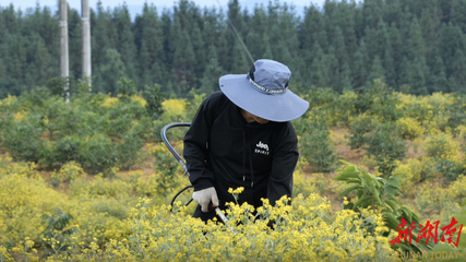 鄉(xiāng)村振興進(jìn)行時(shí) | 會(huì)同縣連山鄉(xiāng):野菊盛開(kāi)遍地金 鄉(xiāng)村振興添新“花”