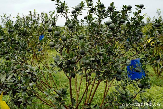 敬畏土地:新會(huì)柑回歸天然生態(tài)種植,到底有多難?