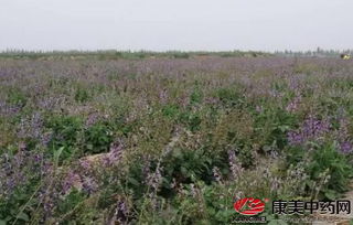 中藥材種植面臨規(guī)?；Щ? />
</span>
<span id=